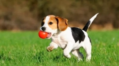 Štenci beagle (fotografije): kompetentna briga za slatke fide